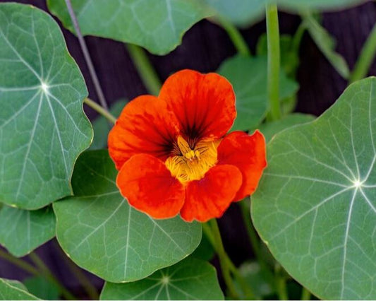 Nasturtium Plant