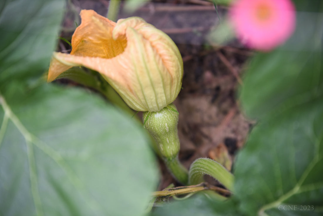 Biochar - Feed Your Plants Naturally