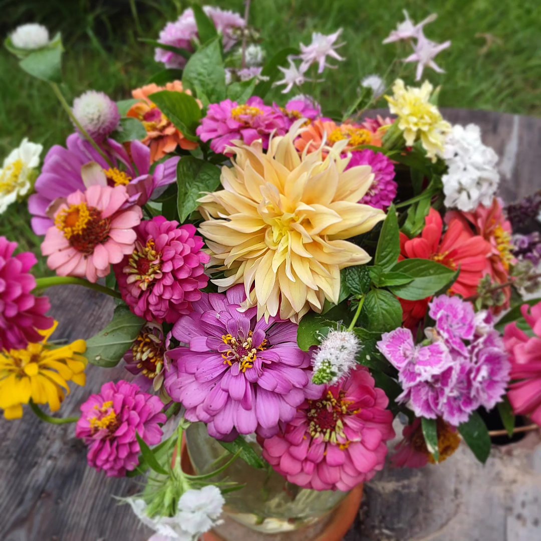 Zinnia Bright Mix - Harvested Seeds