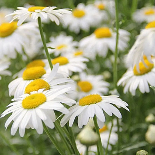 Shasta Daisy - Harvested Seeds (25 seeds)