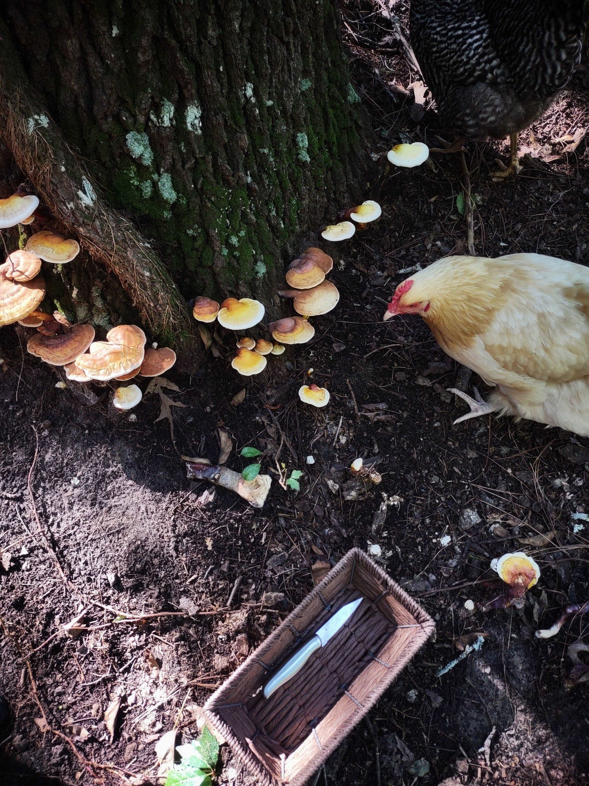 GOLDEN REISHI MUSHROOM - DRIED - HARVESTED FROM OUR LAND