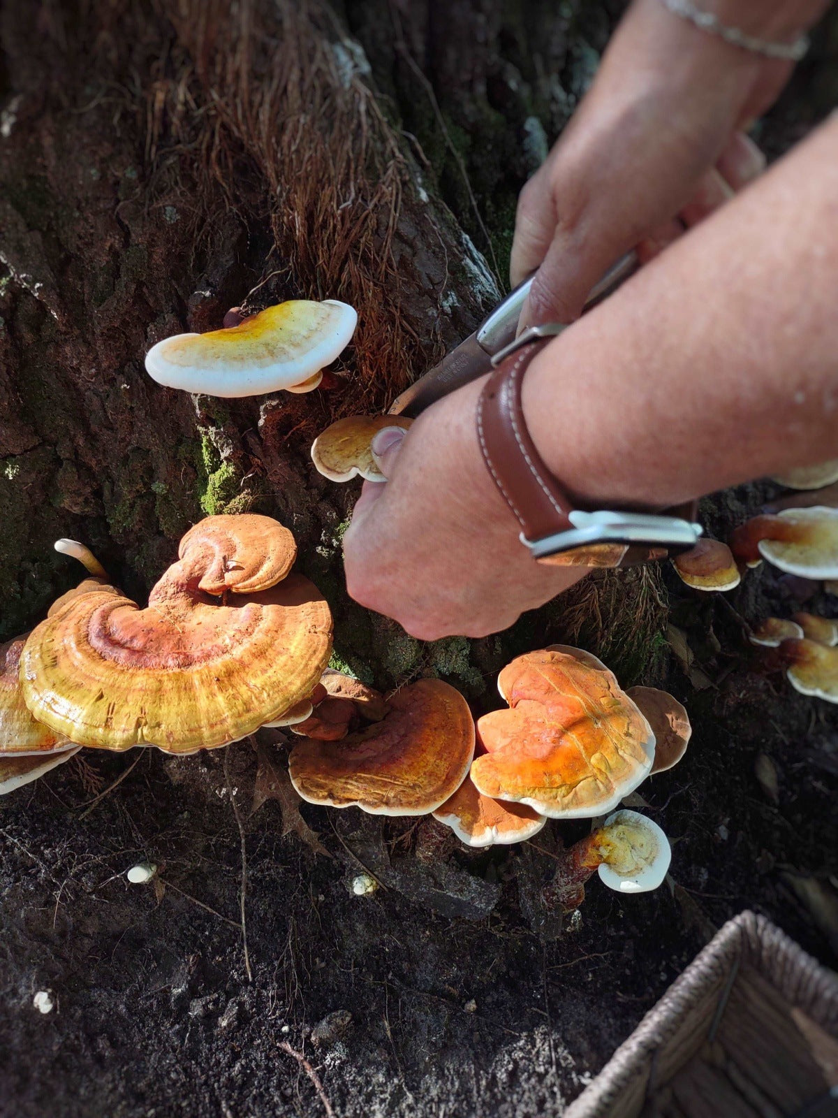 GOLDEN REISHI MUSHROOM - DRIED - HARVESTED FROM OUR LAND