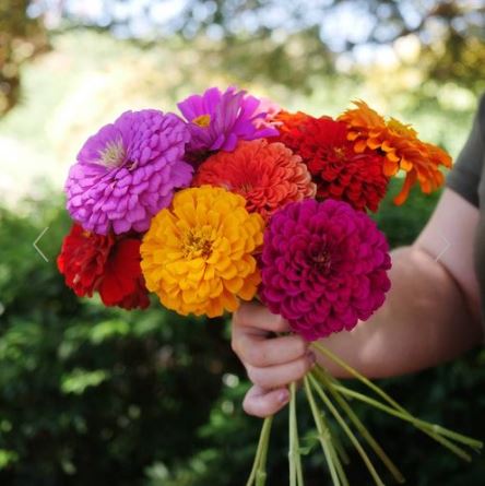 Zinnia Bright Mix - Harvested Seeds