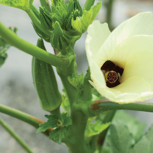 Heirloom - Clemson Spineless Okra (25 seeds)