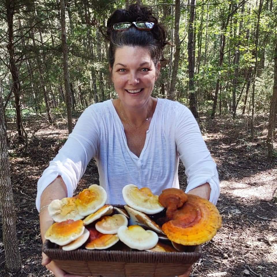 GOLDEN REISHI MUSHROOM - DRIED - HARVESTED FROM OUR LAND - Cold Creek Natural Farm