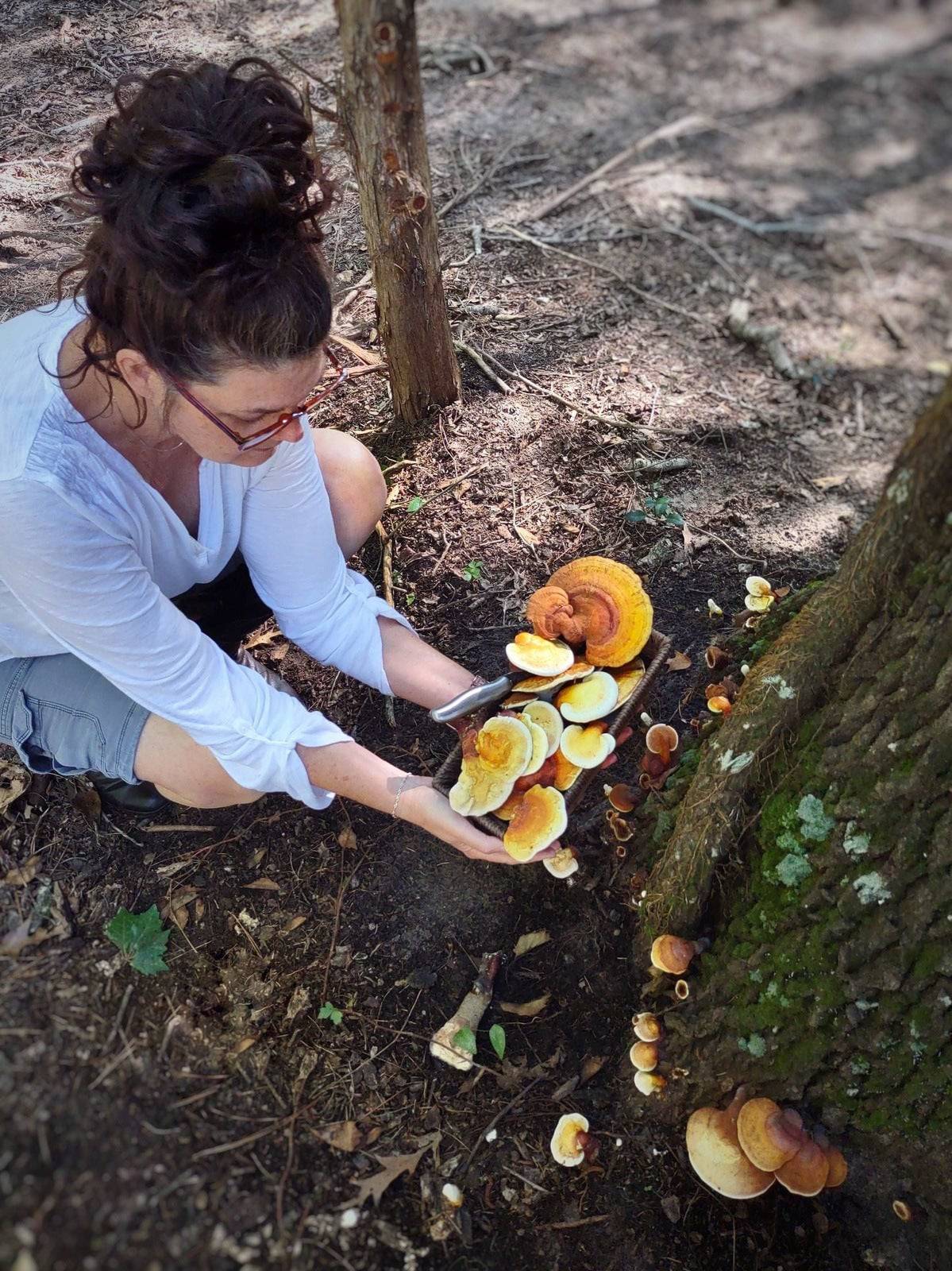 GOLDEN REISHI MUSHROOM - DRIED - HARVESTED FROM OUR LAND - Cold Creek Natural Farm