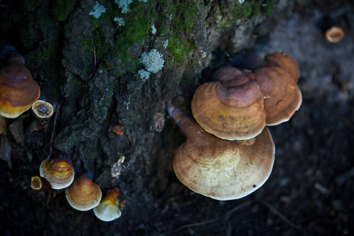 GOLDEN REISHI MUSHROOM - DRIED - HARVESTED FROM OUR LAND - Cold Creek Natural Farm