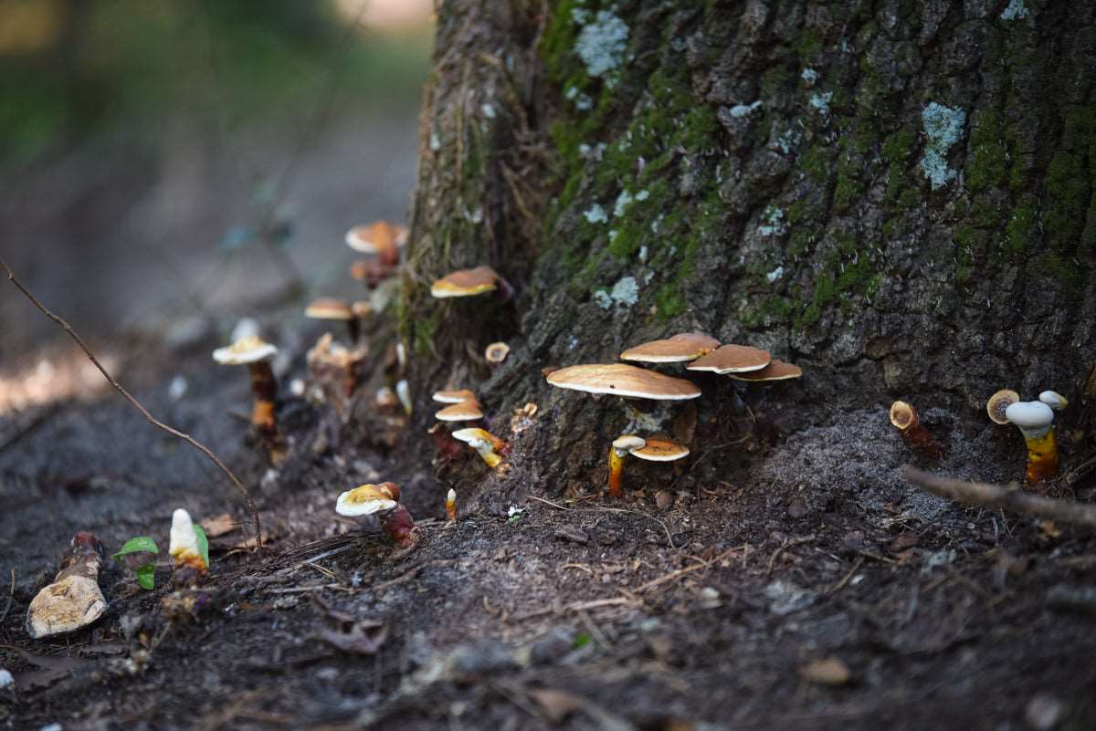 GOLDEN REISHI MUSHROOM - DRIED - HARVESTED FROM OUR LAND - Cold Creek Natural Farm