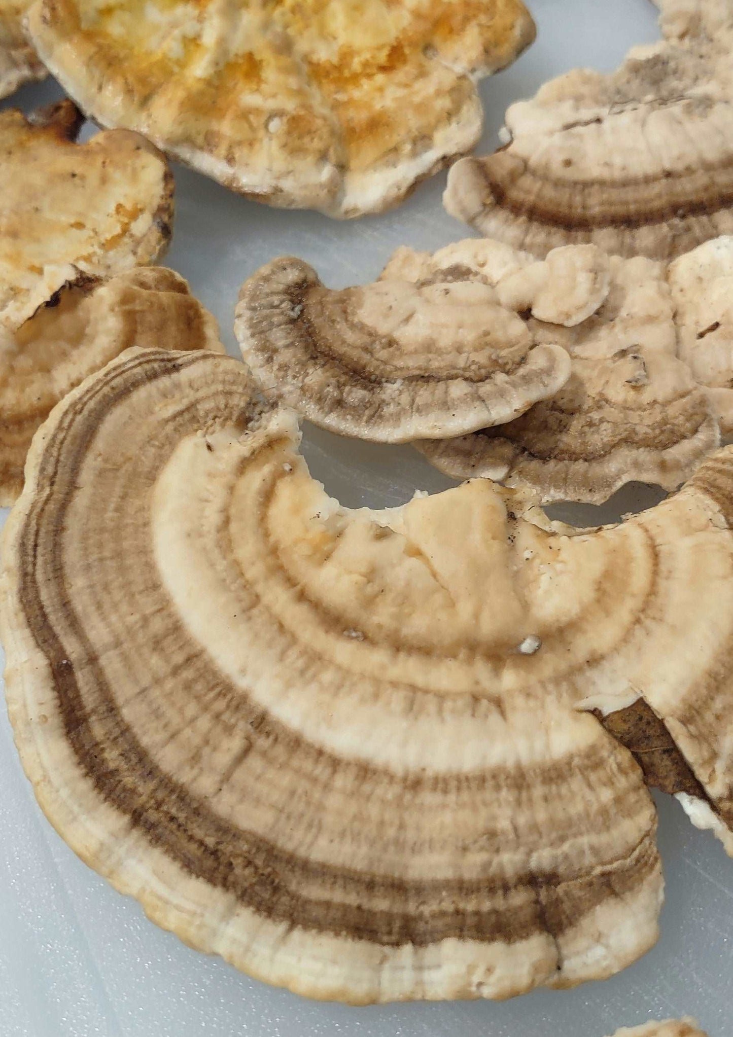 TURKEY TAIL MUSHROOM - DRIED - HARVESTED FROM OUR LAND - Cold Creek Natural Farm