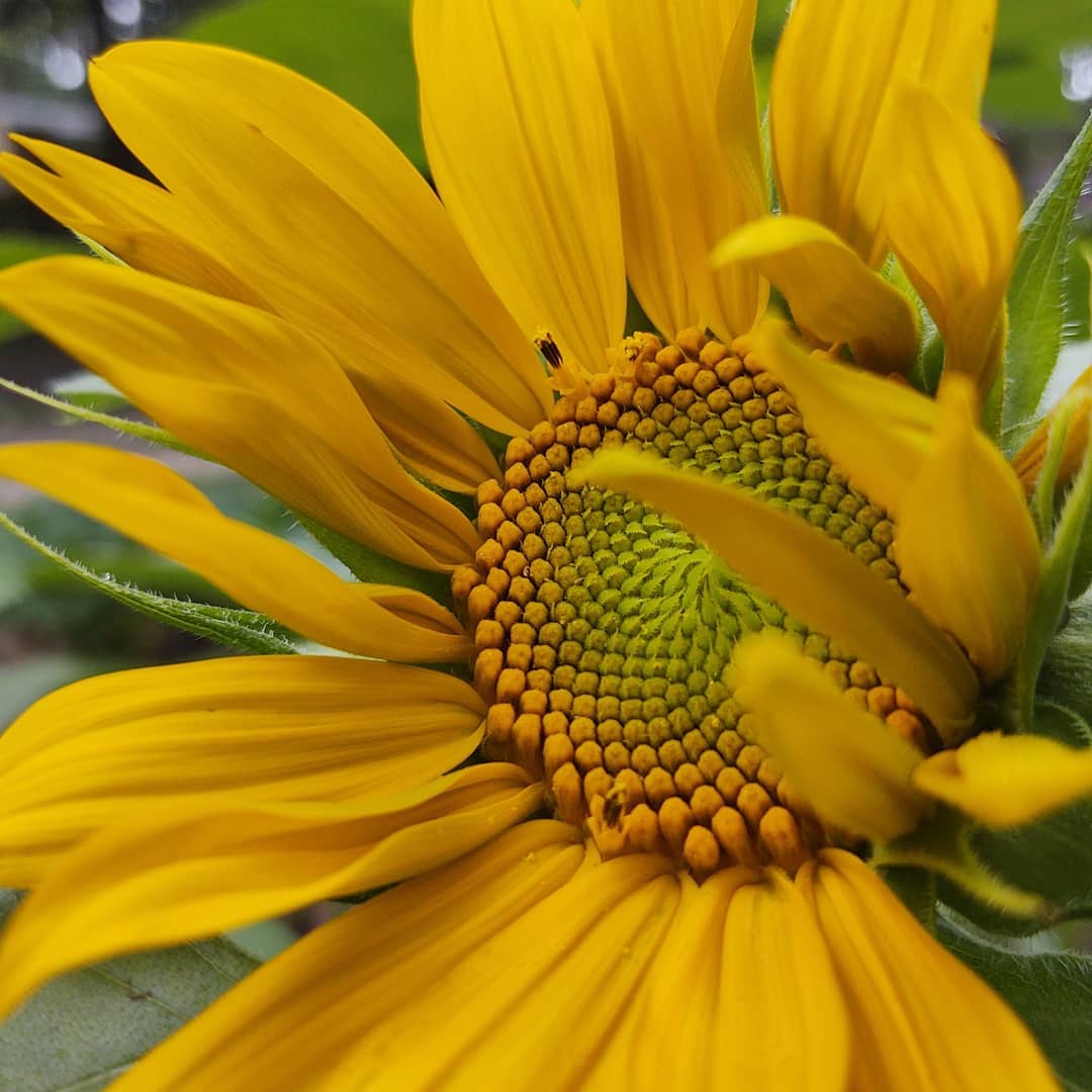 Organic Plant Food - Cold Creek Natural Farm