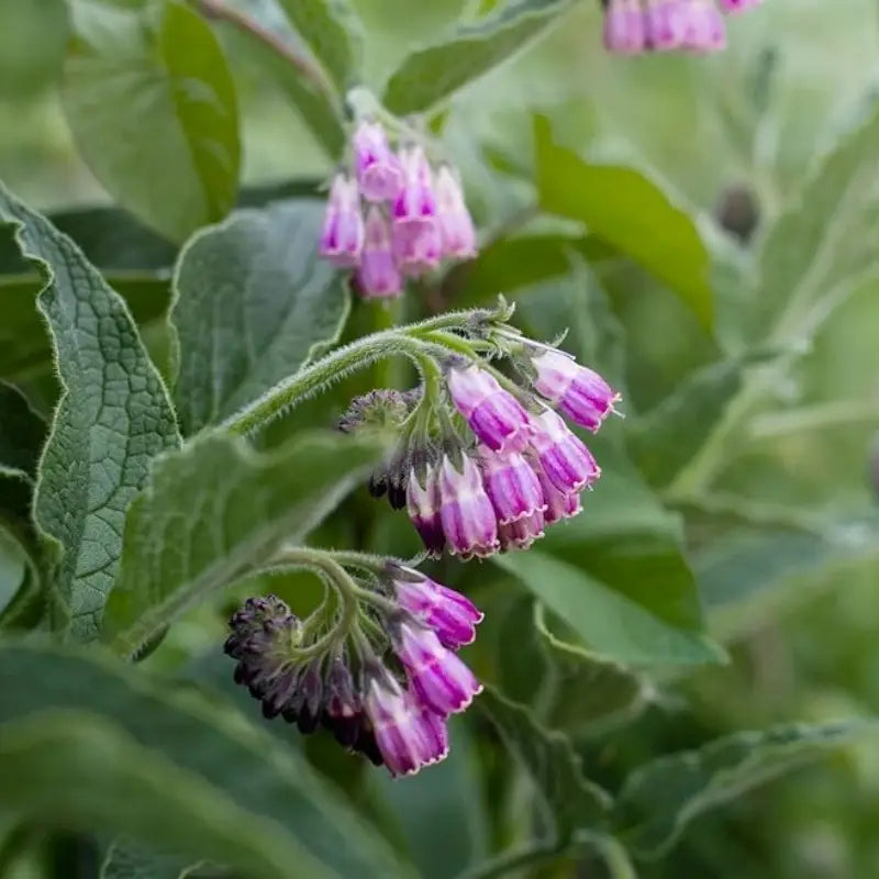 Comfrey Seeds - Harvested Seeds (25 seeds)