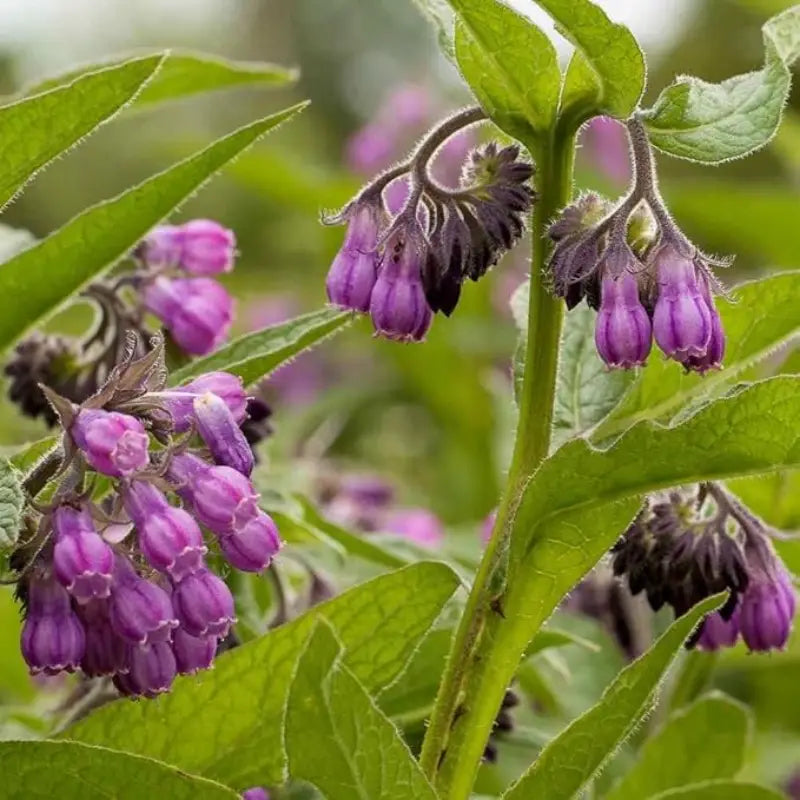 Comfrey Seeds - Harvested Seeds (25 seeds)