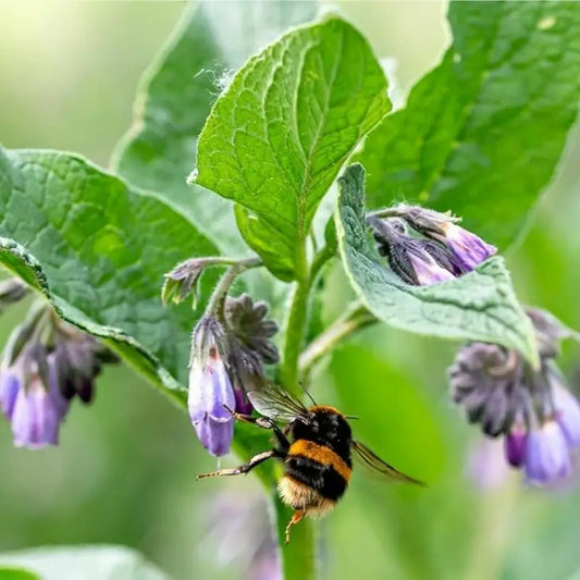 Comfrey Seeds - Harvested Seeds (25 seeds)