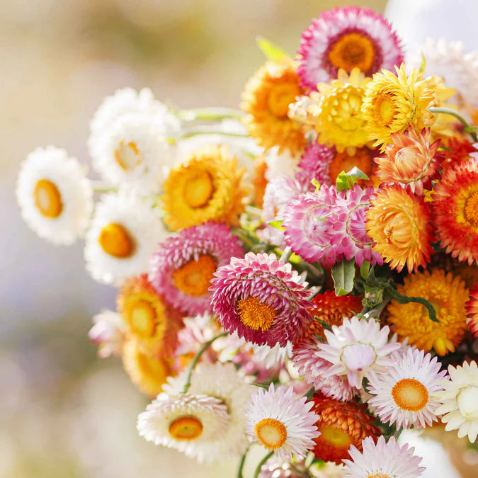 Heirloom Strawflower Mix - Harvested Seeds (25 seeds)