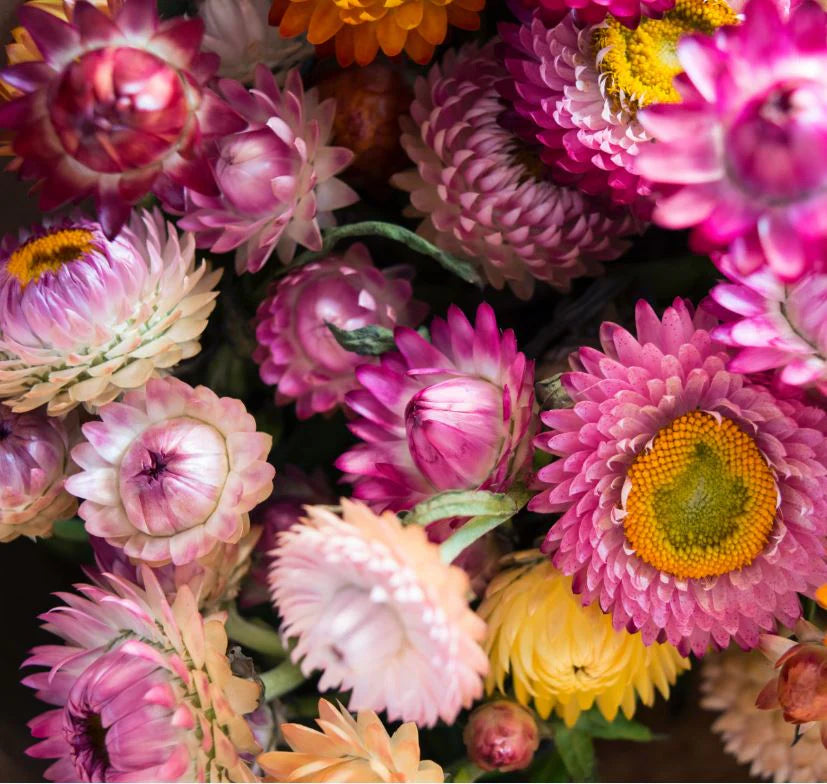 Heirloom Strawflower Mix - Harvested Seeds (25 seeds)