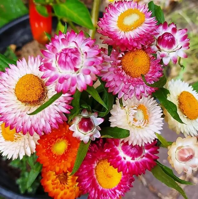 Heirloom Strawflower Mix - Harvested Seeds (25 seeds)