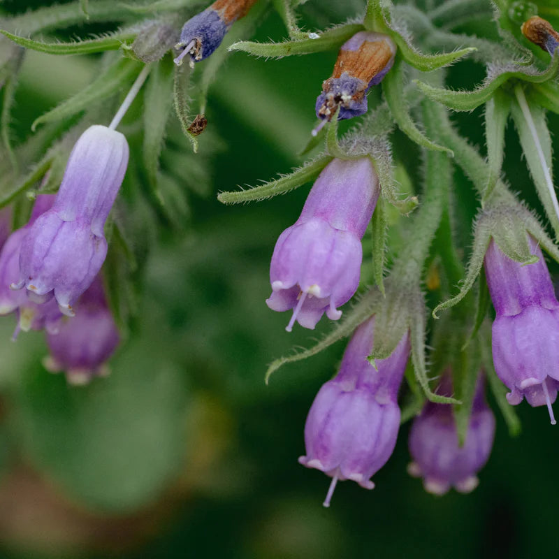 Comfrey Seeds - Harvested Seeds (25 seeds)